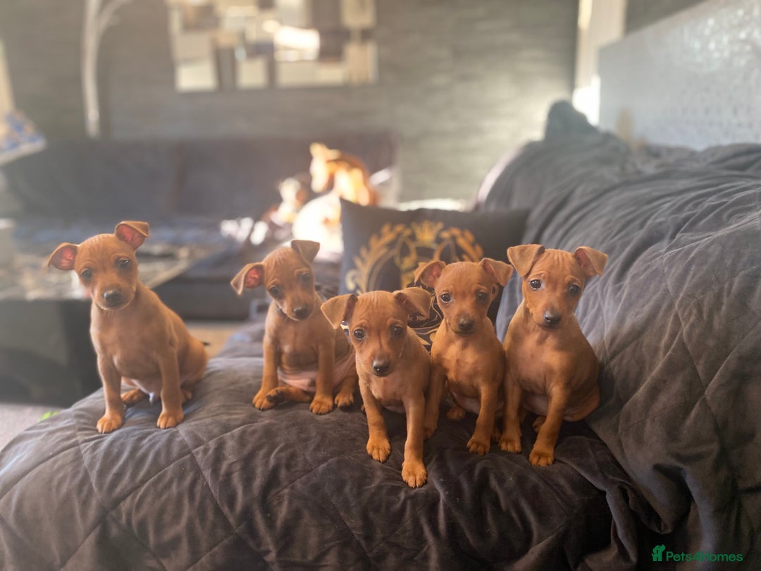Miniature Pinscher dogs for sale: Pure 100% Miniature Pinscher-Licensed Breeder🐾❤️  - Image 9
