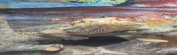 Bearded Dragon reptiles for sale: Meet Na'vi 1 year old male - Full Set Up - Advert 1