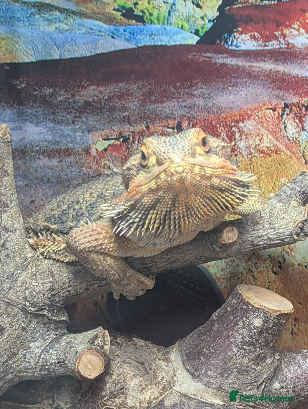 Bearded Dragon reptiles for sale: Meet Na'vi 1 year old male - Full Set Up - Advert 1