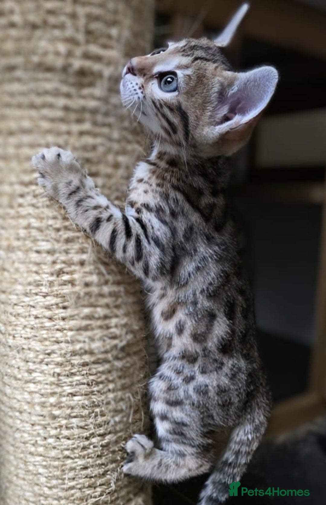 Bengal cats for sale: Outstanding quality Brown rosetted bengal kittens  - Advert 22