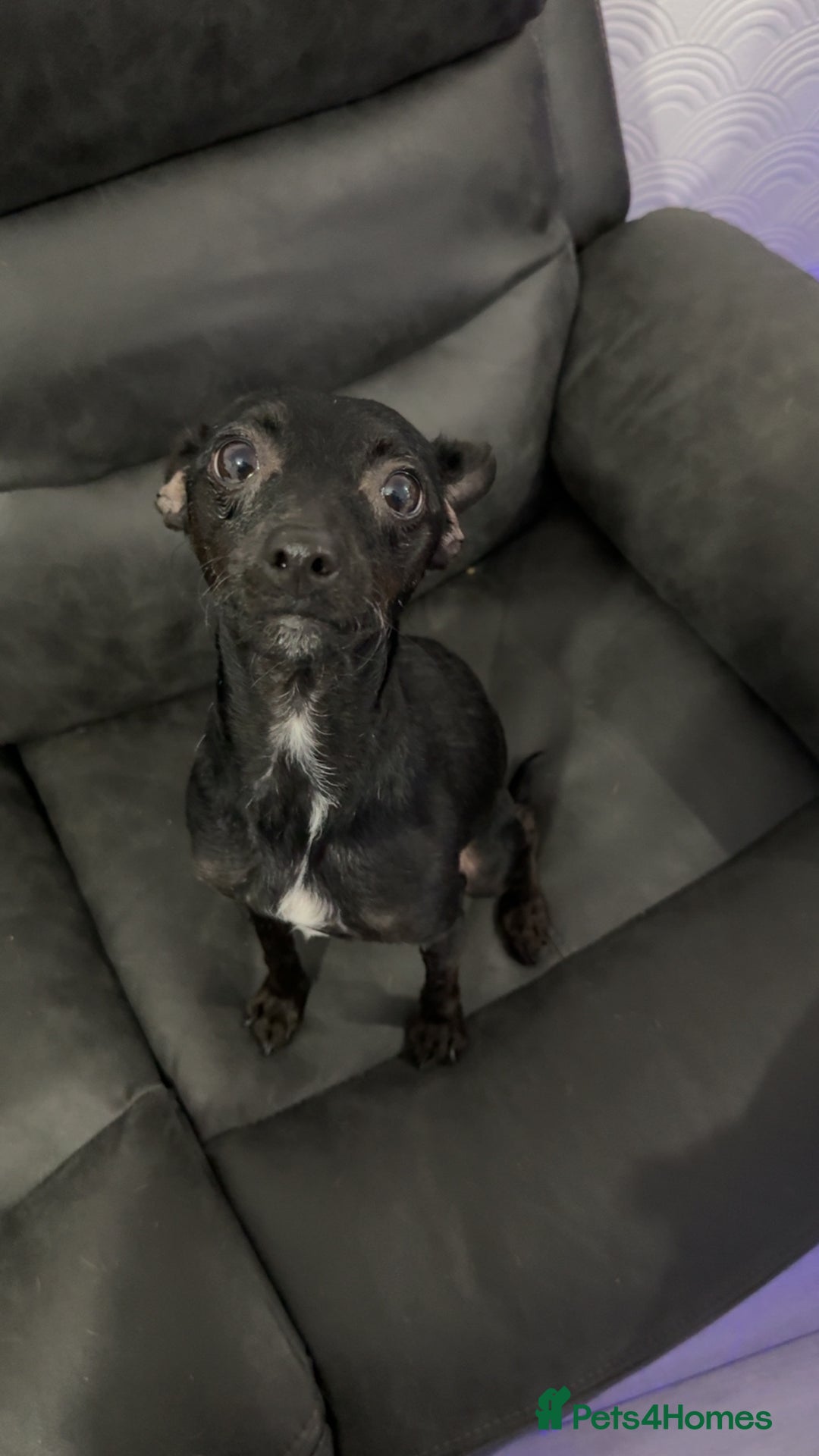 Mixed Breed dogs for sale: Ronnie- 3 years old  - Advert 3