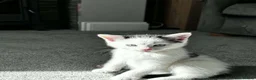 Mixed Breed cats for sale: Kittens for sale in Atherstone - Advert 4