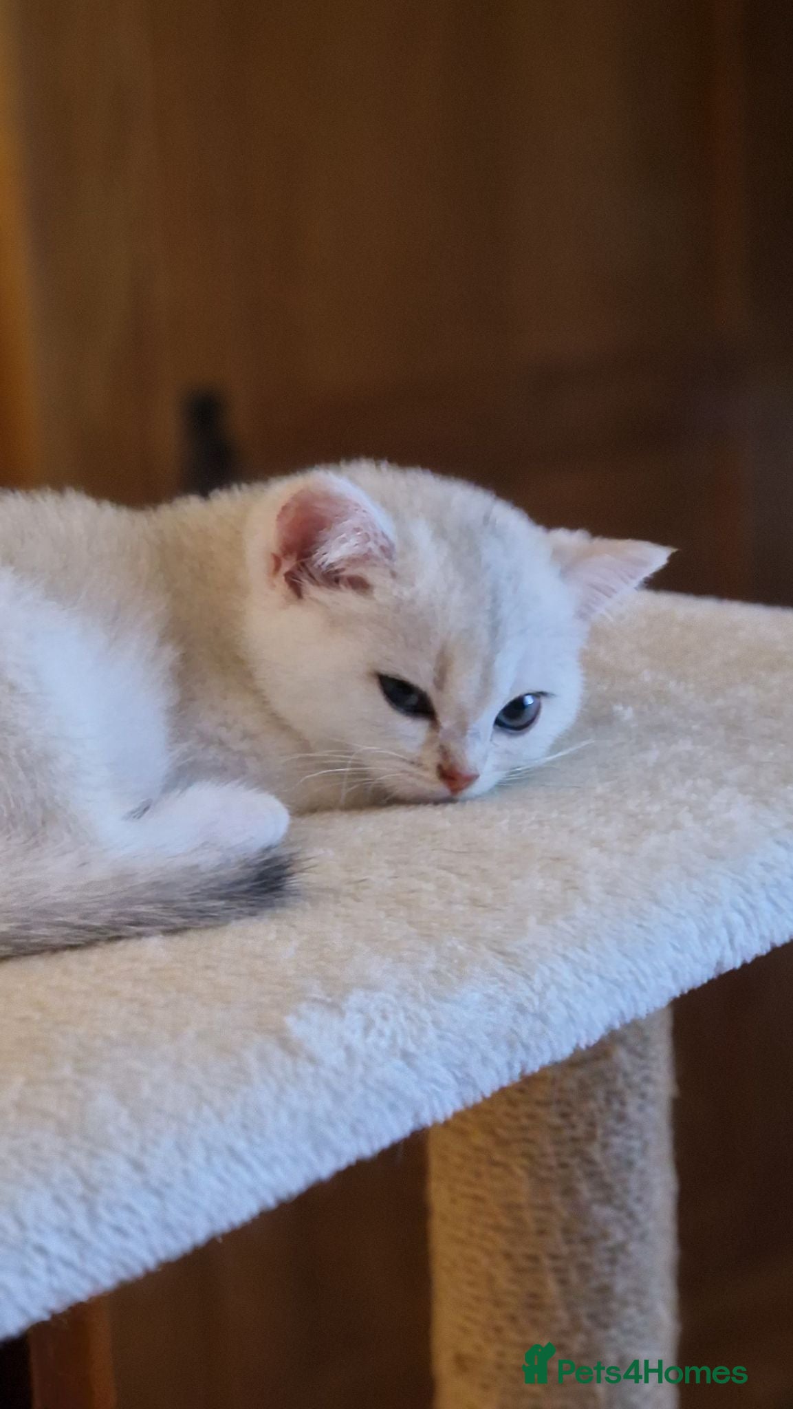 British Shorthair cats Reduced ggcf reg BritishShorthair🐾 Kittens🐾 - Advert 10