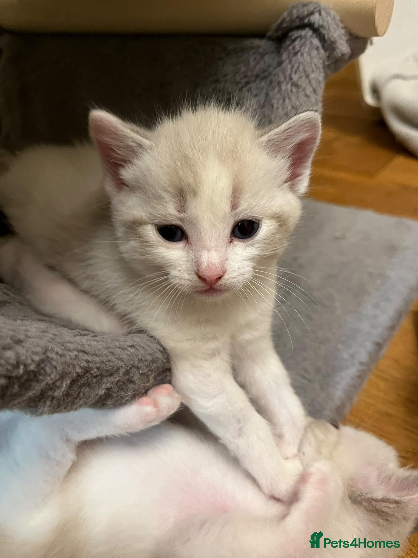 Mixed Breed cats Stunning, Friendly Ragdoll Cross Kittens - Advert 1