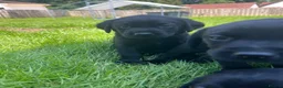 Labrador Retriever dogs for sale: Kc reg health tested Labrador pups  in Bideford - Advert 12