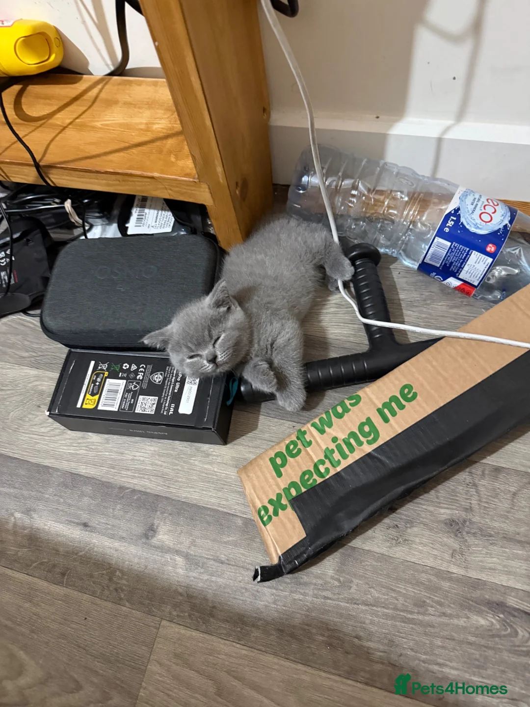British Shorthair cats for sale: Beautiful Pure British Shorthair Blue Kittens  - Advert 25