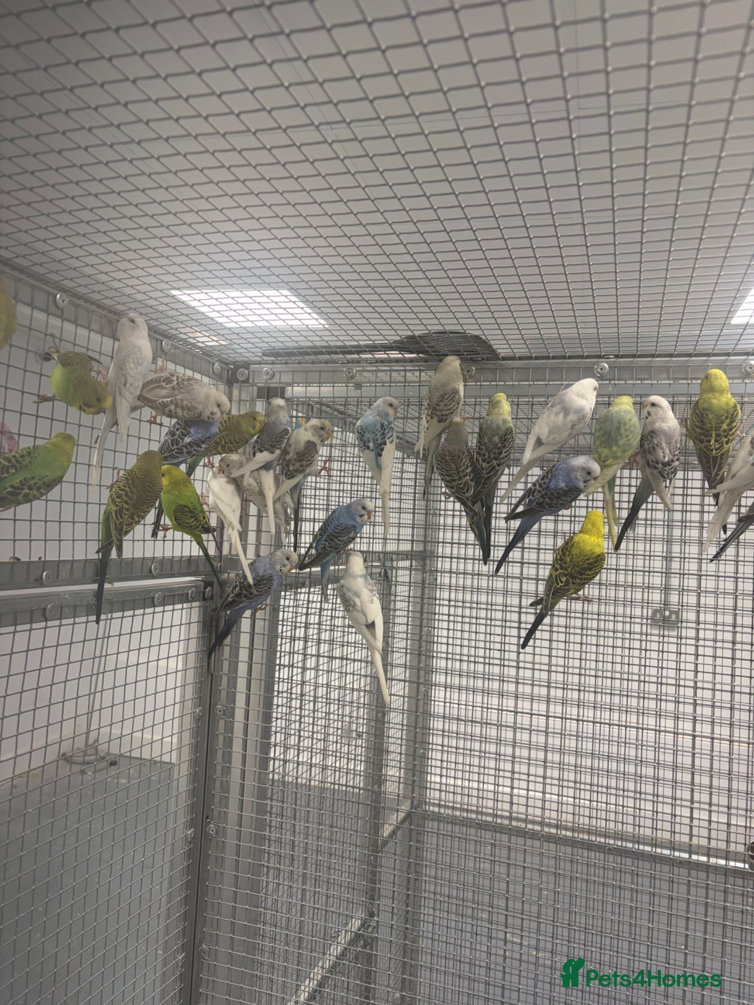 Mixed Breed birds Various Stunning Birds Available  - Advert 1