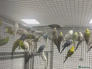 Mixed Breed birds Various Stunning Birds Available - Advert 7