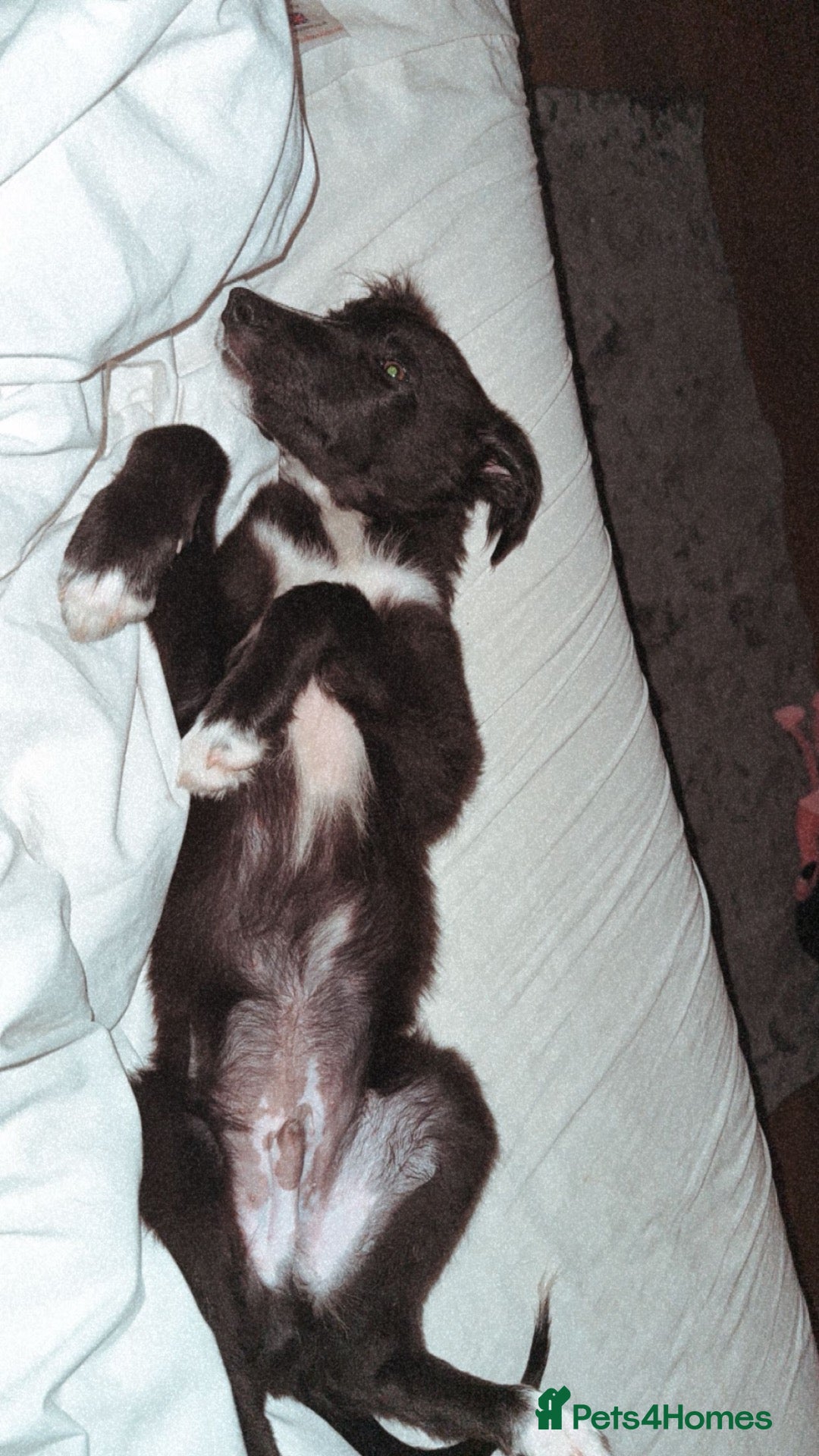Mixed Breed dogs lovely greyhound/border collie - Advert 13