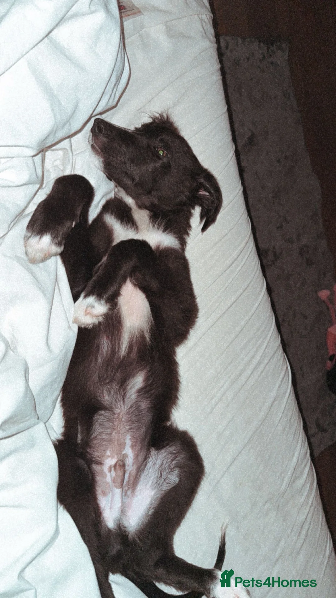 Mixed Breed dogs for sale: lovely greyhound/border collie in Beverley - Advert 1