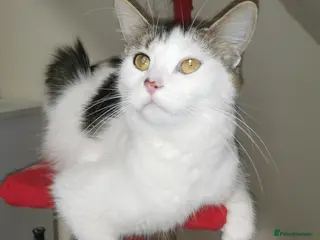 Mixed Breed cats For sale - Advert 4