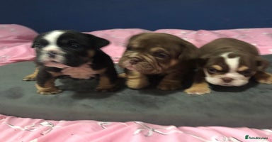 English Bulldog dogs - Advert 5