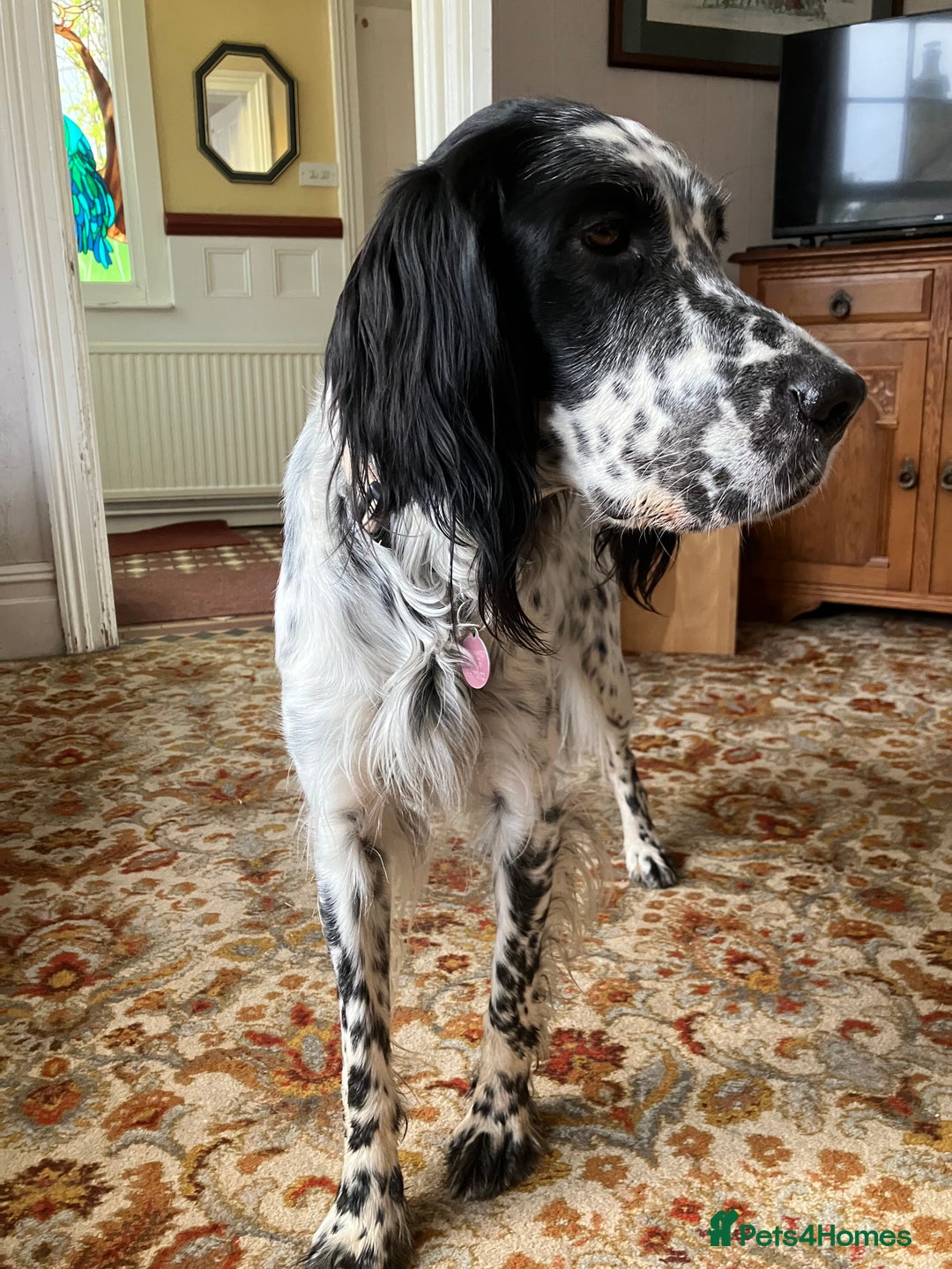 English Setter dogs for sale: 2yr. Pedigree working English setter sale/share - Image 10