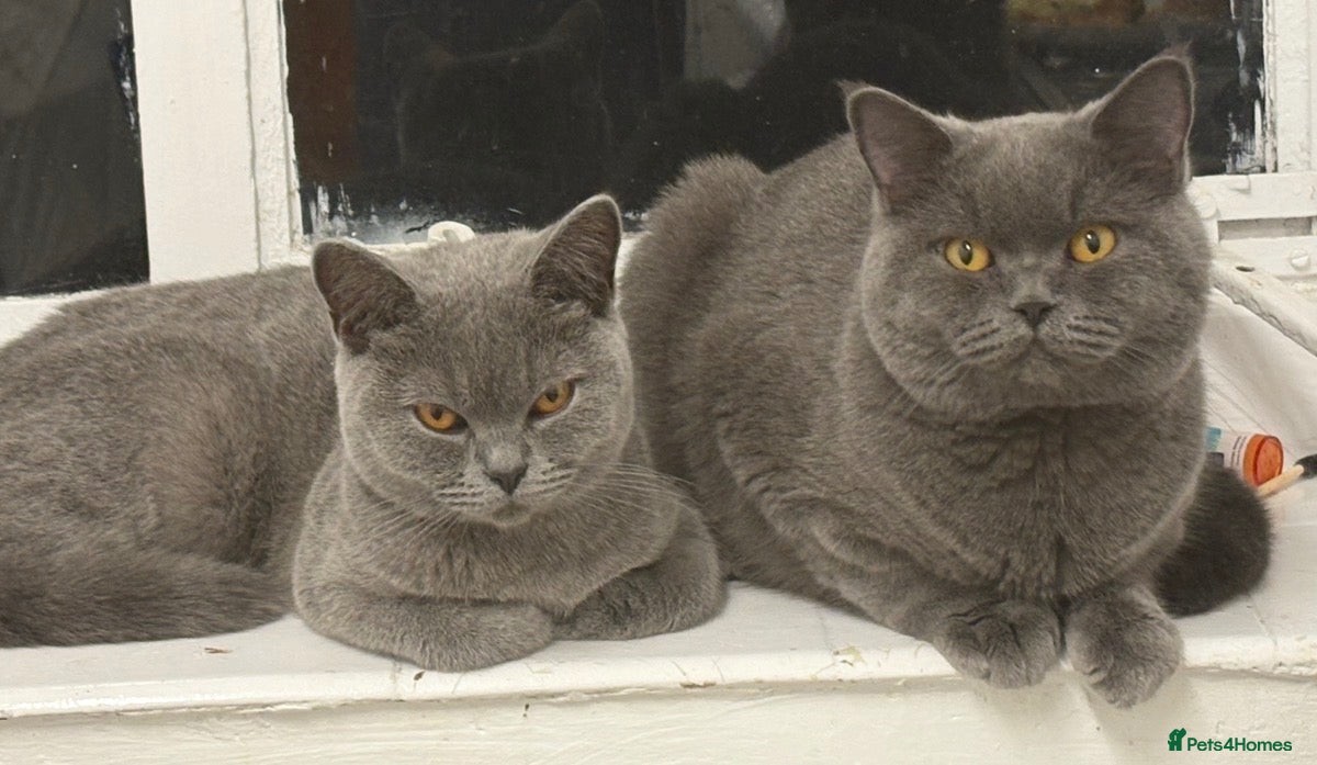 British Shorthair cats Registered GCF Active  - Advert 1