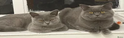 British Shorthair cats for sale: Registered GCF Active  - Advert 1