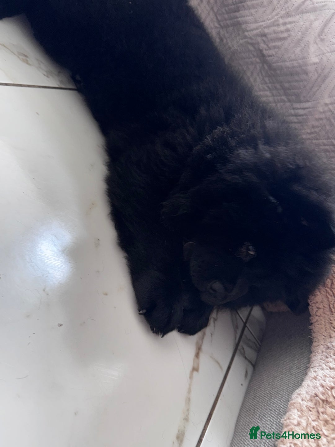 Chow Chow dogs for sale: Beautiful black chow chow for rehoming - Image 3