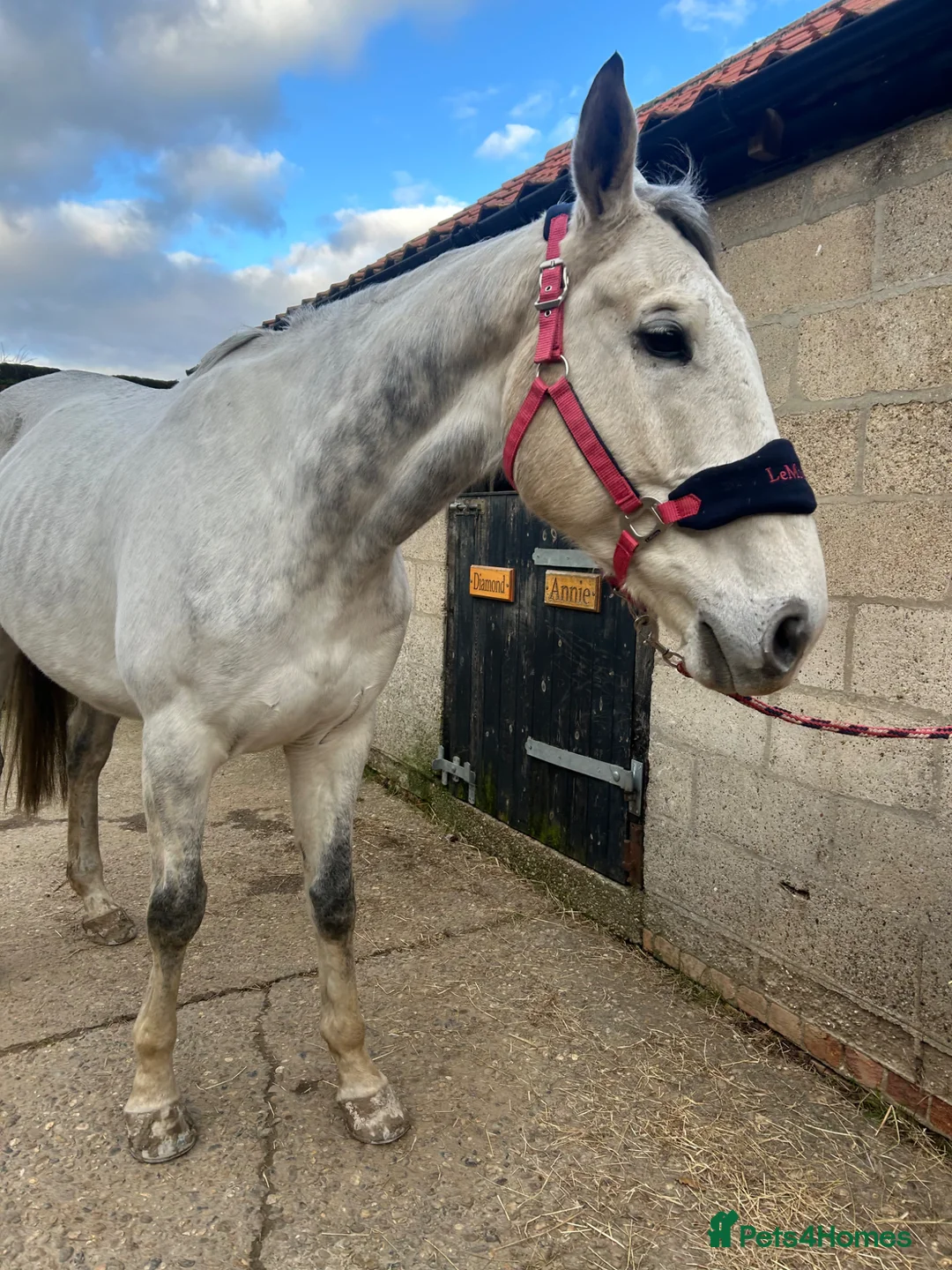 Irish Thoroughbred horses for sale: Dapple grey 16.1 French tb 10yo  in Cromer - Advert 1
