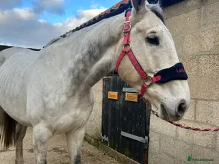 Irish Thoroughbred horses Dapple grey 16.1 French tb 10yo - Advert 1