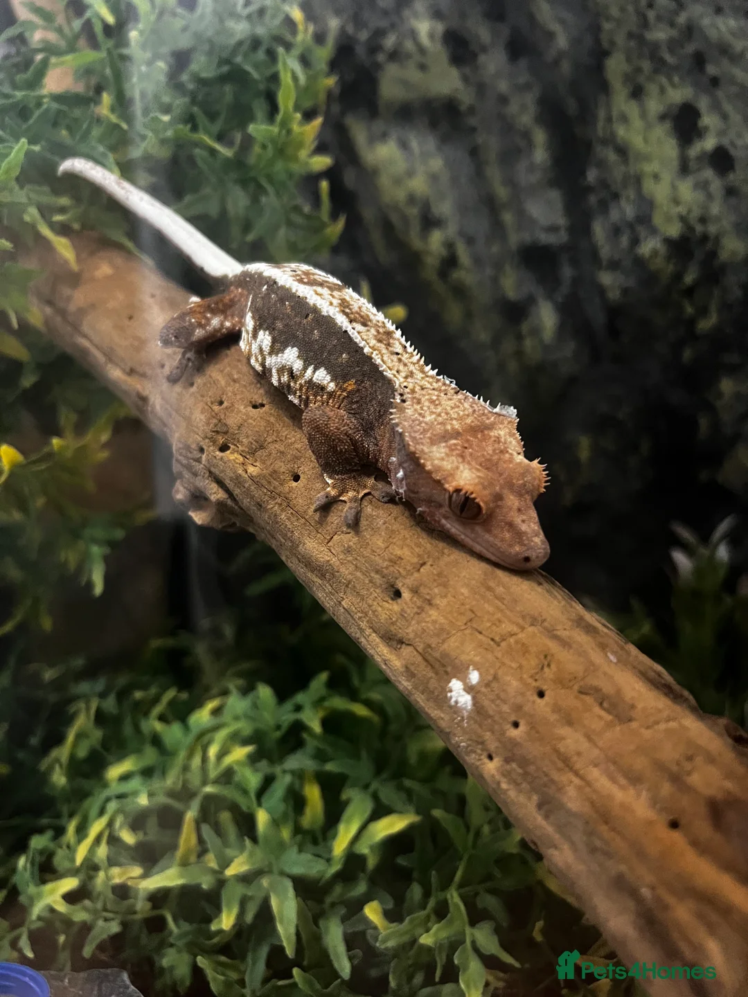 Gecko reptiles for sale: Breeding pair of crested geckos, enclosure & eggs - Advert 1
