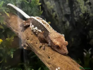 Gecko reptiles Breeding pair of crested geckos, enclosure & eggs - Advert 18