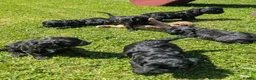 Cavapoo dogs for sale: Beautiful & Quality DNA Clear F1 Cavapoo puppies  - Advert 7