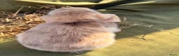Mini Lop rabbits for sale: *Mini Lop Babies  - Advert 20