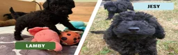 Cockapoo dogs for sale: Ready Now f1b Black & Brown Cockapoo Puppies! 🐾 - Advert 1
