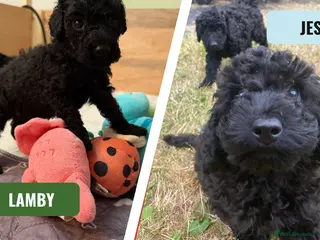Cockapoo dogs Ready Now f1b Black & Brown Cockapoo Puppies! 🐾 - Advert 7