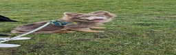 German Shepherd dogs for sale: Isabella german shepherd puppies  - Advert 14