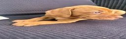 Hungarian Vizsla dogs for sale: Gunfield duel purpose - Exceptional Show & Working - Advert 14