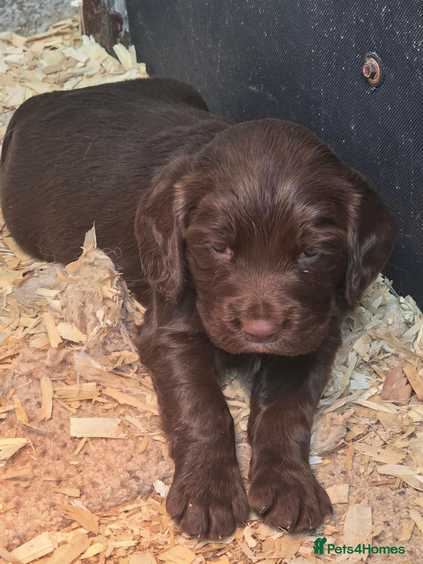 Sprocker dogs for sale: Beautiful Sprockers  - Advert 22