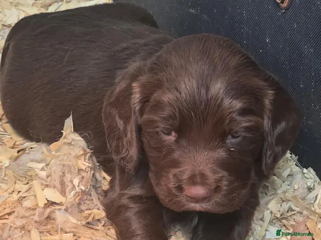 Sprocker dogs for sale: Beautiful Sprockers - Advert 2