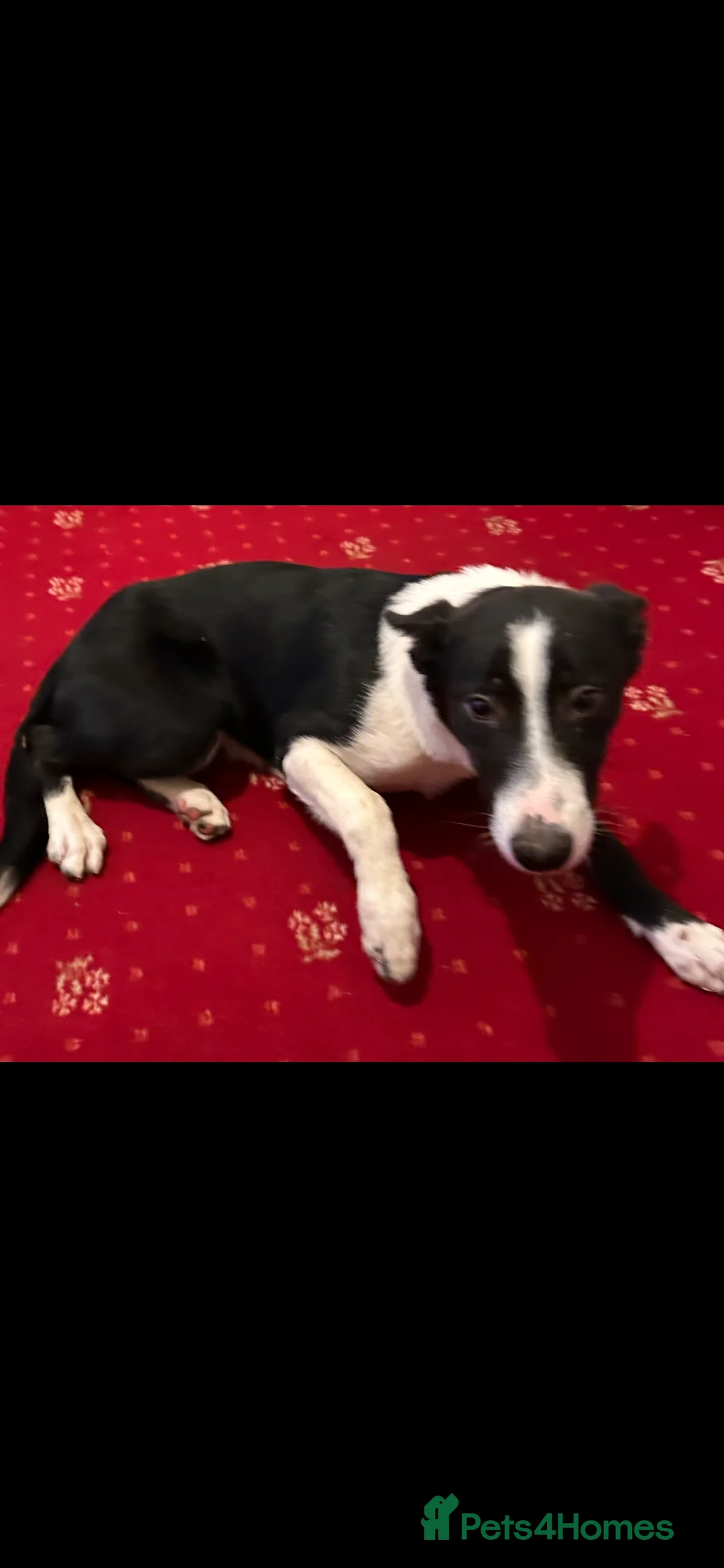 Border Collie dogs for sale: Border collie  - Advert 2