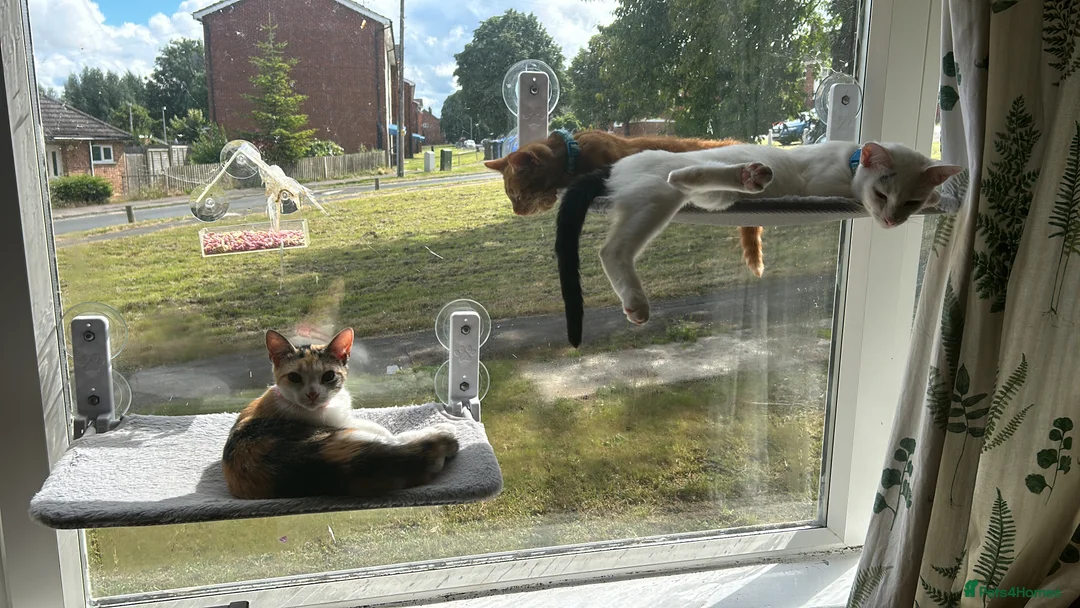 Mixed Breed cats for sale: We Adopt all cats and kittens 🤩 in Tewkesbury - Advert 9