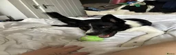 Mixed Breed dogs for sale: Border collie x Staffordshire bull terrier - Advert 3