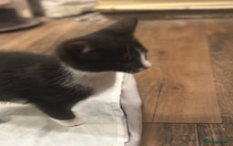 British Shorthair cats for sale: Now on her own, the last of the b&w triplets!! - Image 8