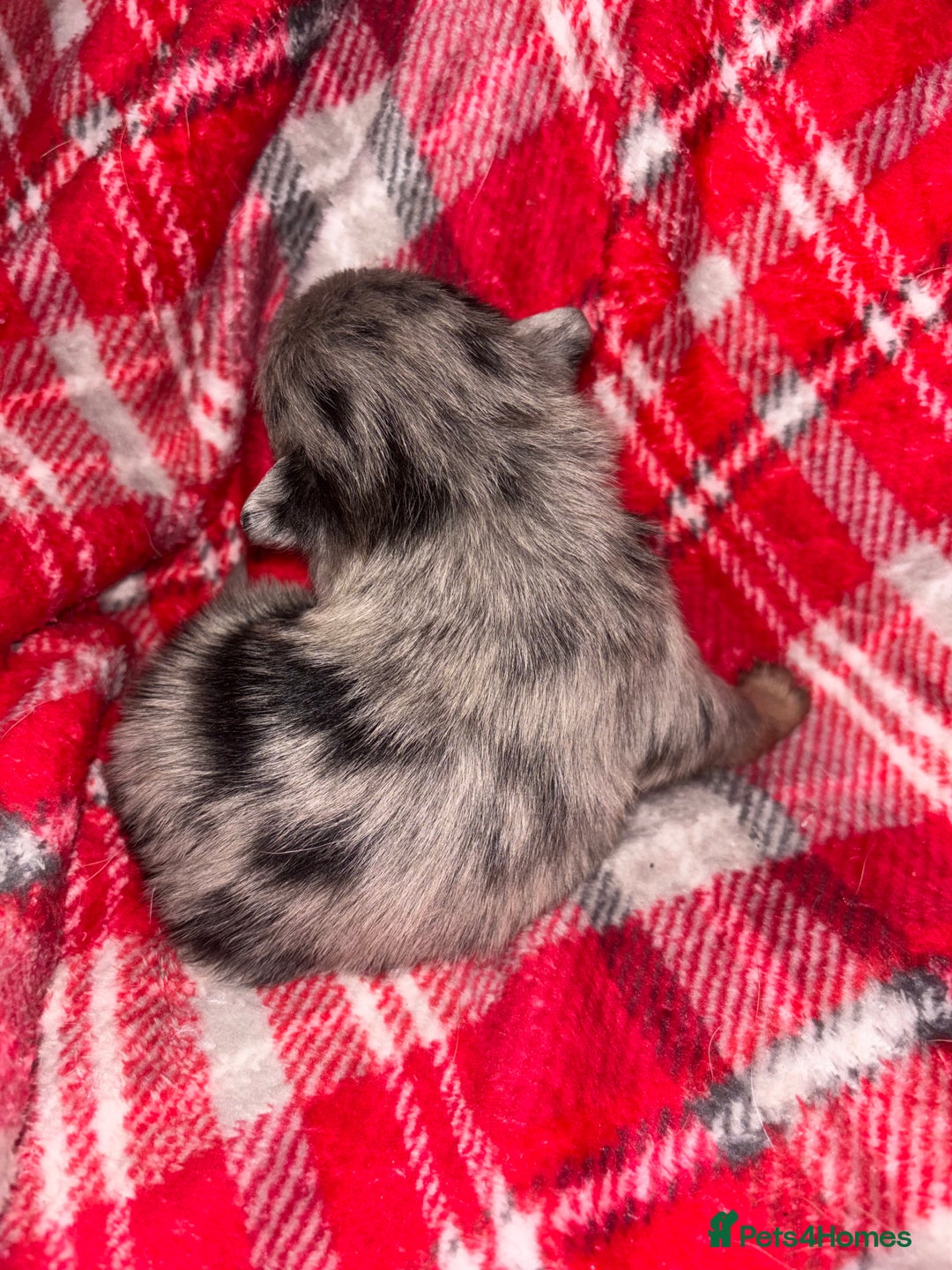 Chihuahua dogs for sale: Merle Chihuahuas 🩵 🩷 3 boys 2 girls available  - Advert 3