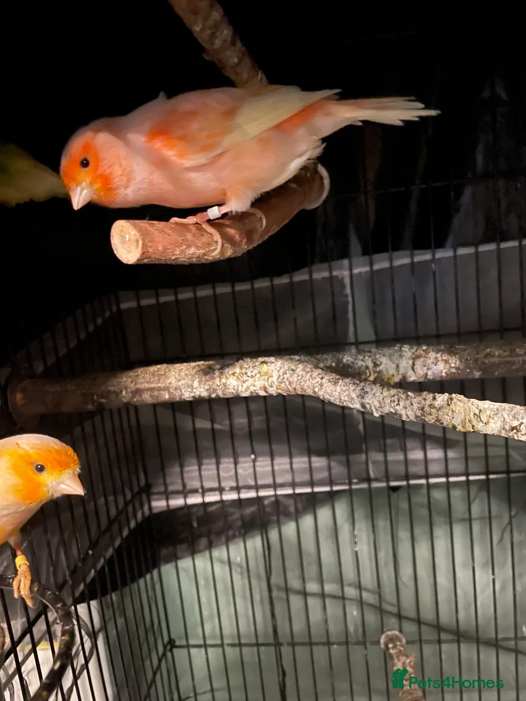 Canaries birds for sale: Canaries as a pair for sale - Advert 3