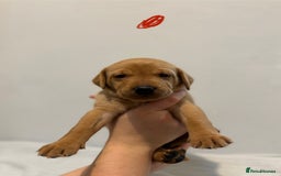 Labrador Retriever dogs for sale: Beautiful fox red puppies  - Image 20
