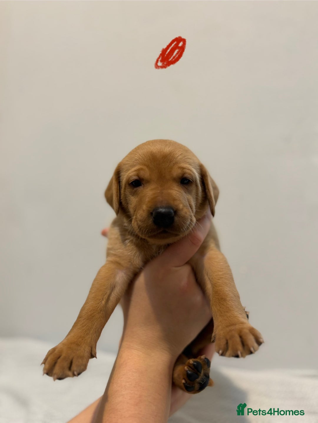 Labrador Retriever dogs for sale: Beautiful fox red puppies  - Image 20