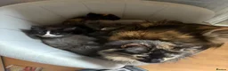 Maine Coon cats for sale: Maine coon kittens - Advert 15