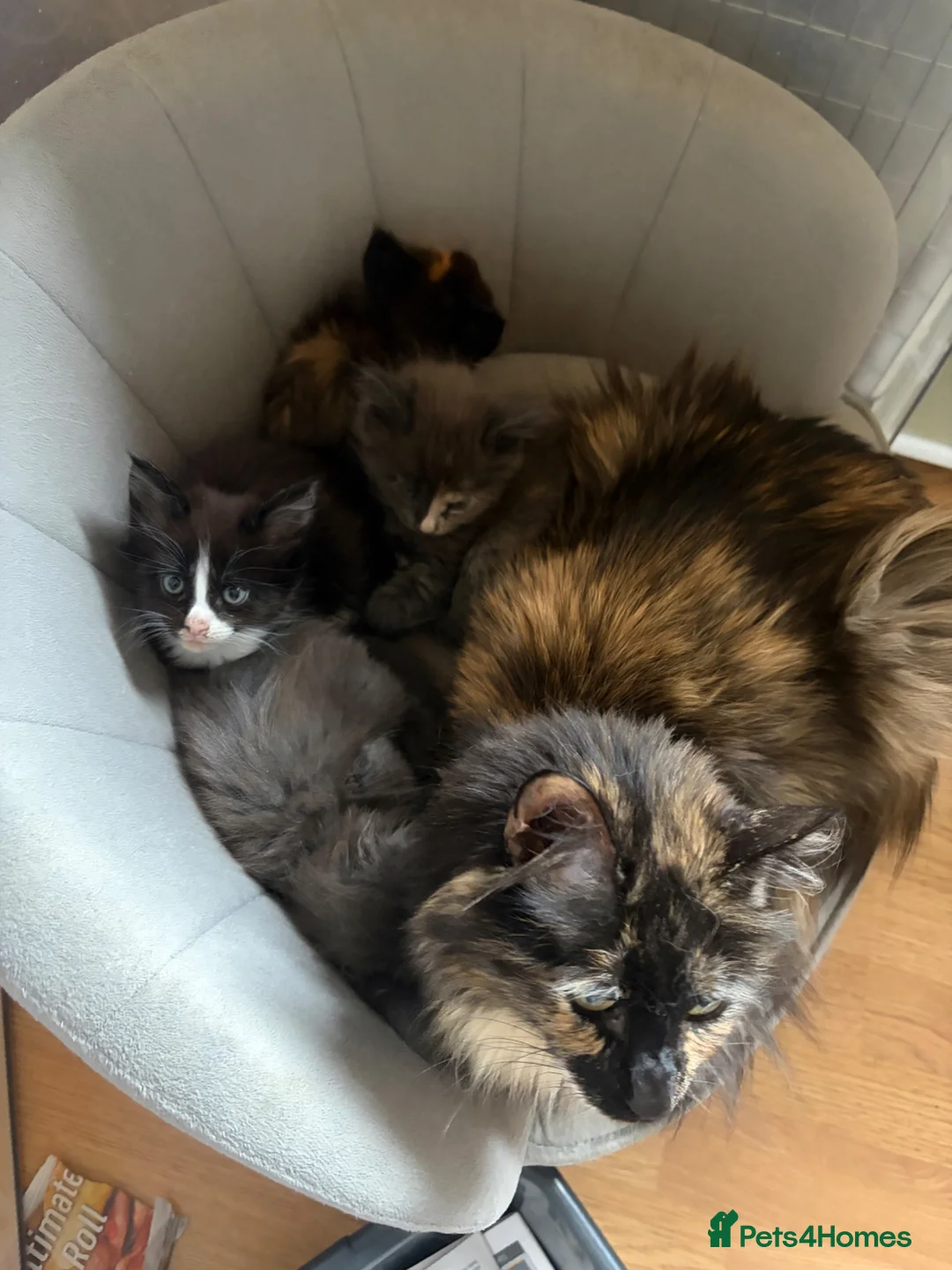 Maine Coon cats for sale: Maine coon kittens - Advert 15