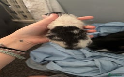 Mixed Breed cats for sale: 3 boy kittens for sale  - Image 3