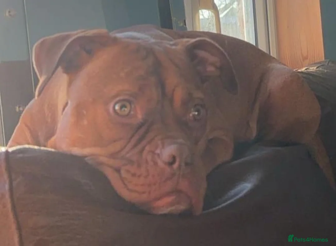 Mixed Breed dogs for sale: Staffy x bulldog puppys in Warwick - Advert 1