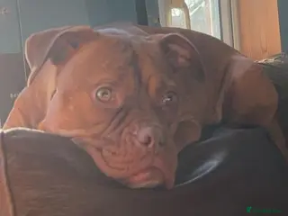 Mixed Breed dogs Staffy x bulldog puppys in Warwick - Advert 6