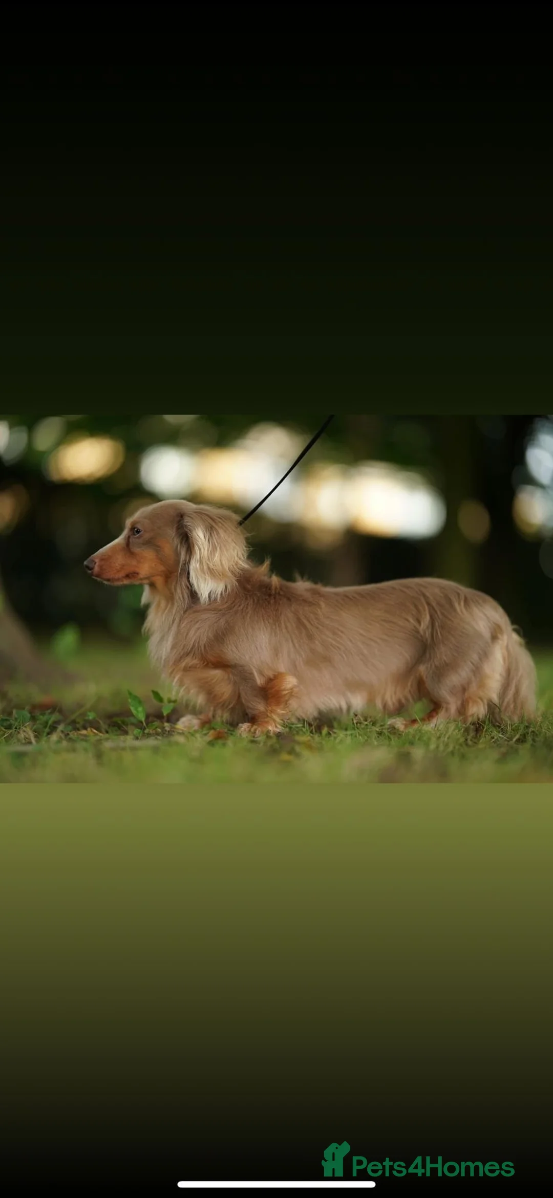 Miniature Dachshund dogs for sale: ✨KC PRA CLEAR miniature longhair dachshund  - Advert 2
