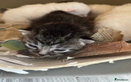 Mixed Breed cats for sale: 5 beautifull short hair. Kitten  - Image 12