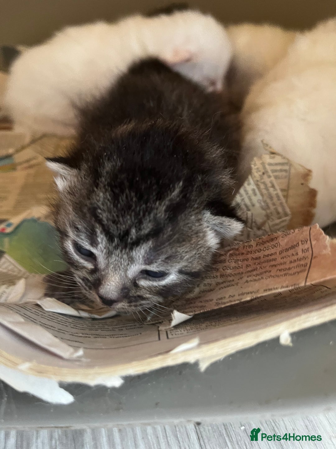 Mixed Breed cats for sale: 5 beautifull short hair. Kitten  - Image 12