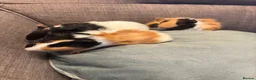 Guinea Pig rodents for sale: Baby boy guinea pigs  - Advert 3