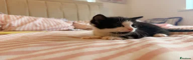 Mixed Breed 2